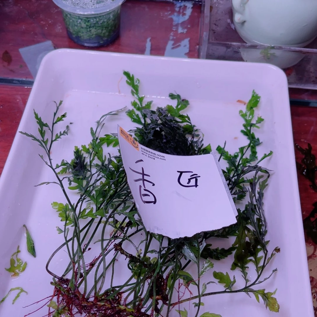 香***匠精品黑木蕨一份一个