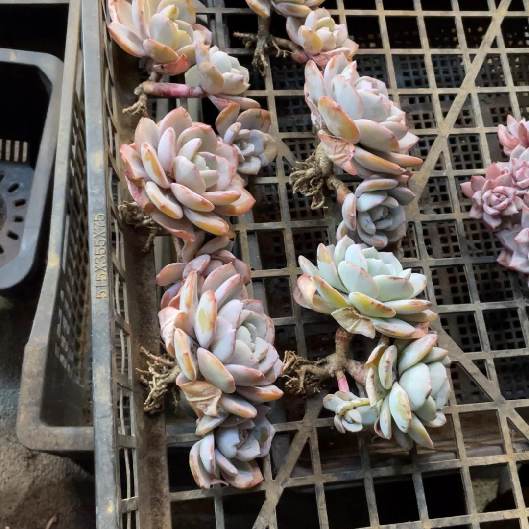 y***i奶茶一堆一物一拍