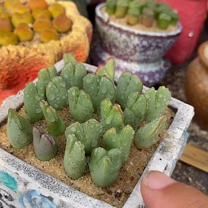 13536皮卡丘一颗