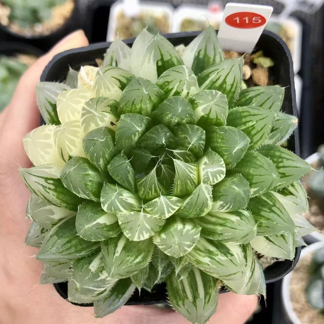 115-花蝴蝶玉露锦-从前慢花园多肉植物