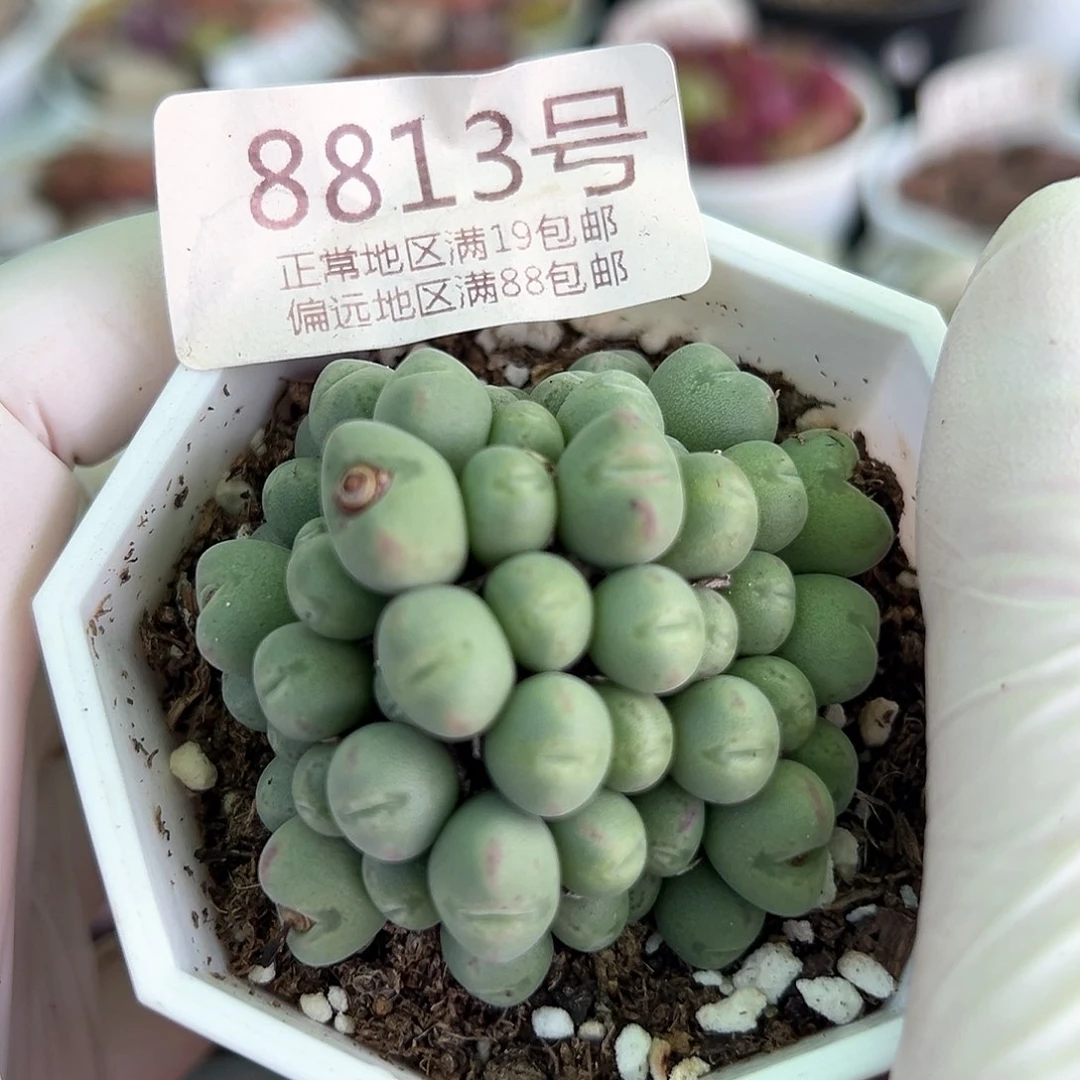 好养易活生石花大母本8813