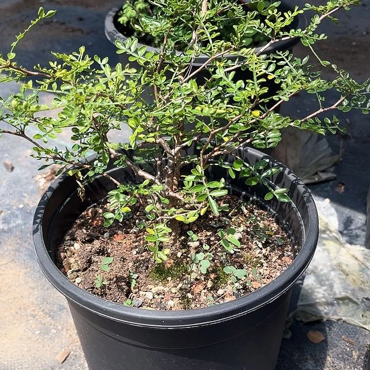 象足漆树一物一拍