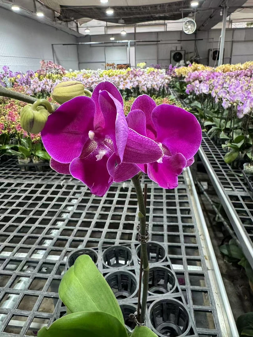 蝴蝶兰【大红鹰】观花盆栽昆明基地直发