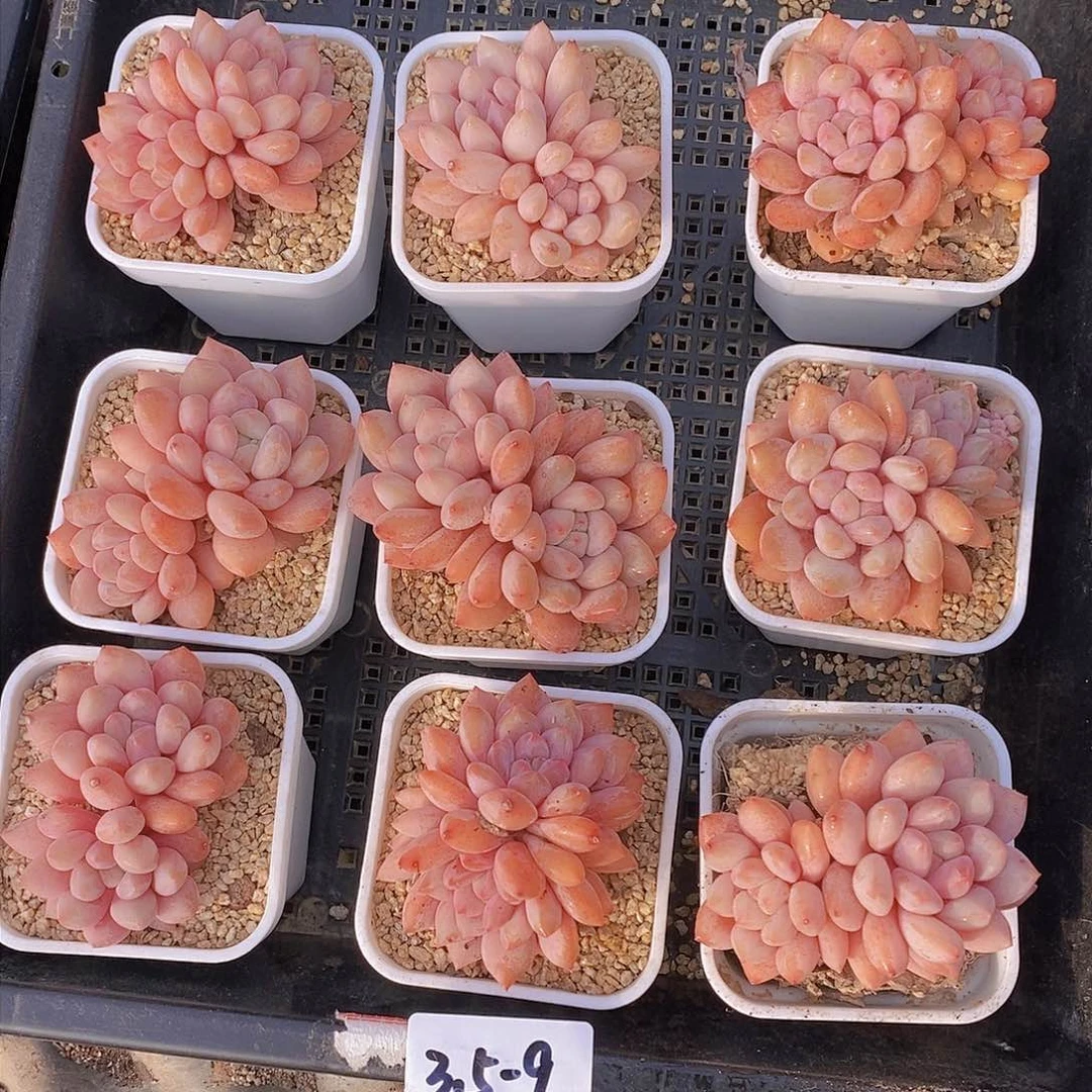 3.5-9-双头半夏福利一颗 量拍