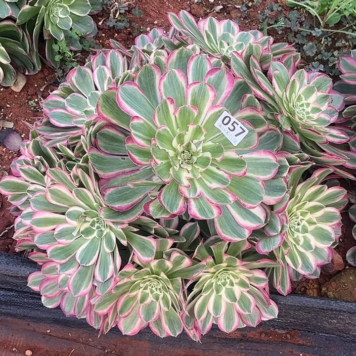 用***6057孔雀翎朵朵发发发