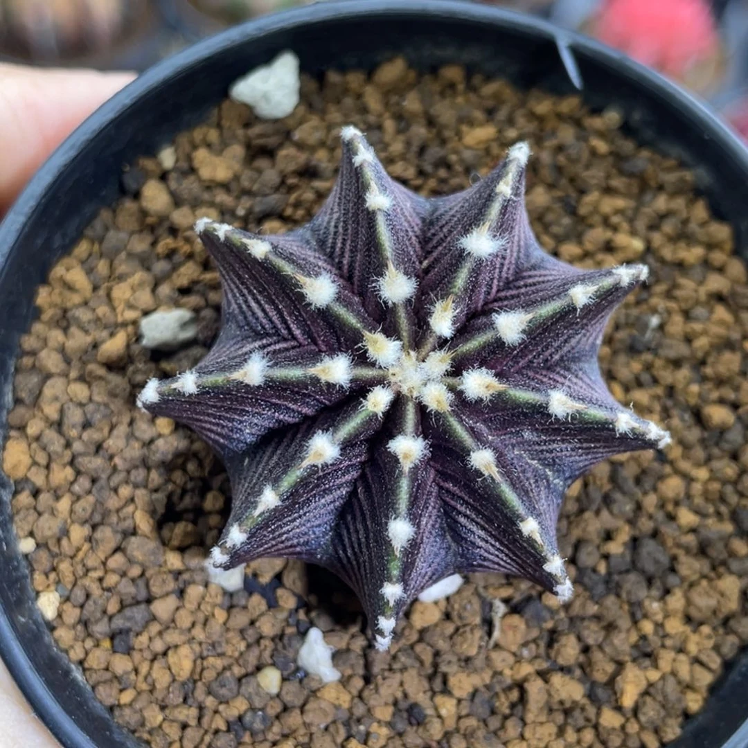 米哈星球000000007