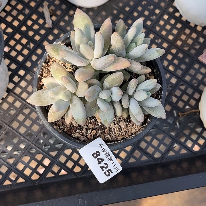 阿雅园艺。     8425白兰地