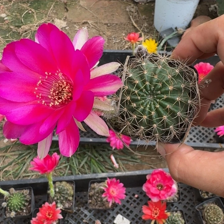 247丽花根掰花脱土发货瘦软伤