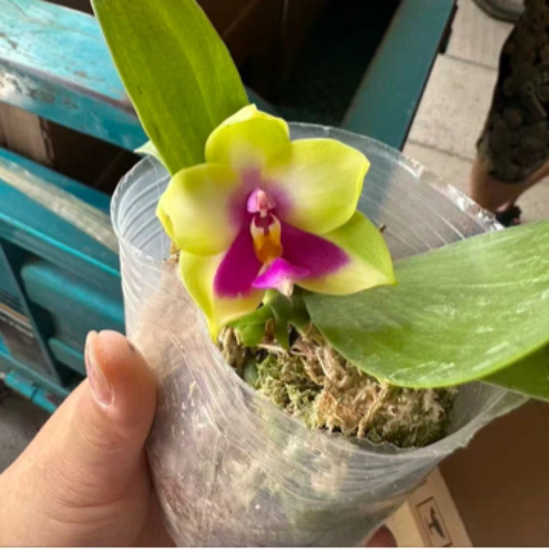 蝴蝶兰【红贝】原生苗3.0寸杯刚升杯介意勿拍