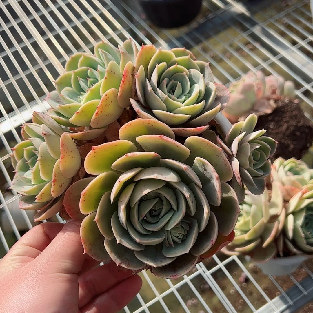 白雪公主三头起整桩