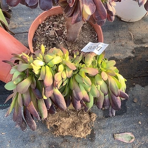 306欧紫缀化多肉