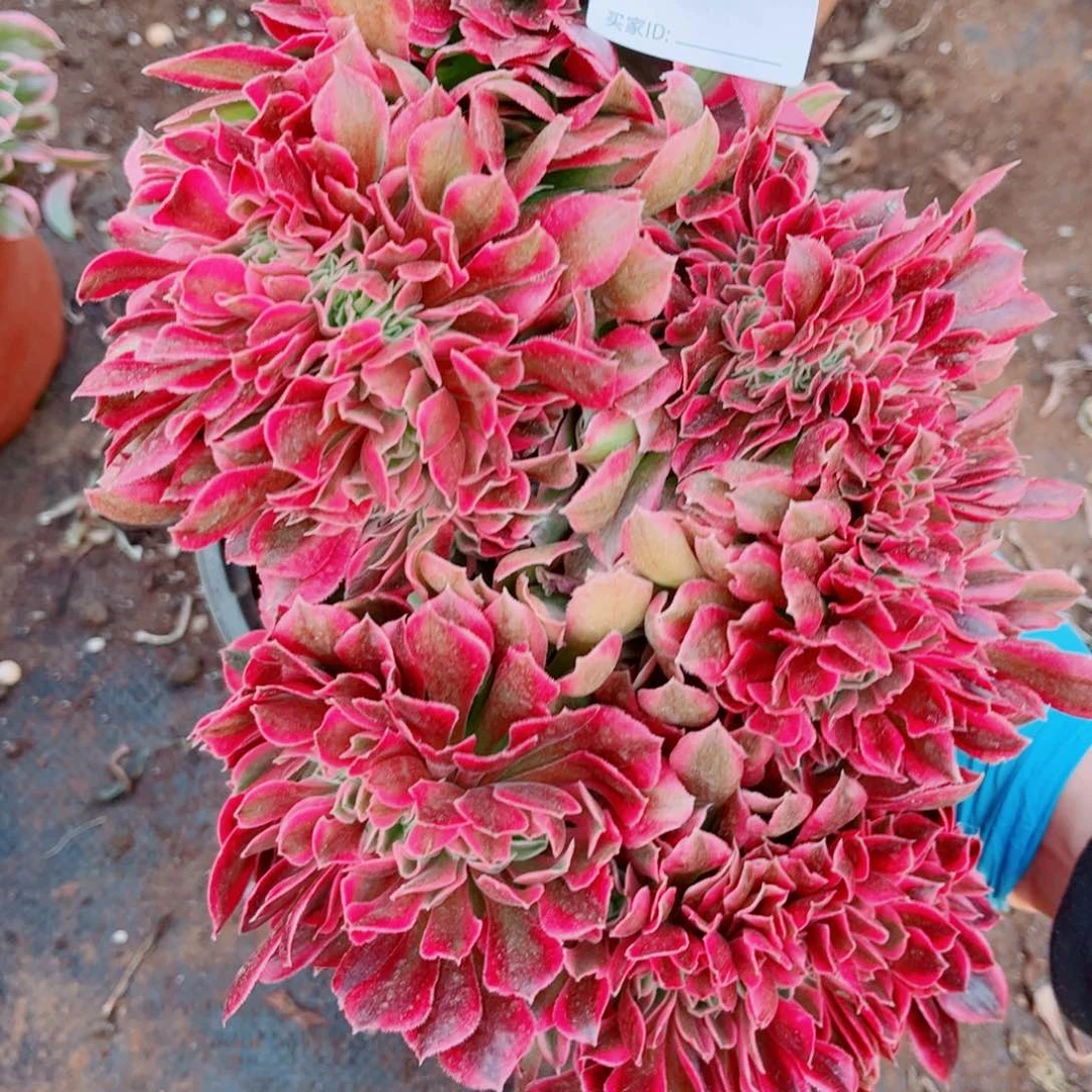 多肉植物776红袖