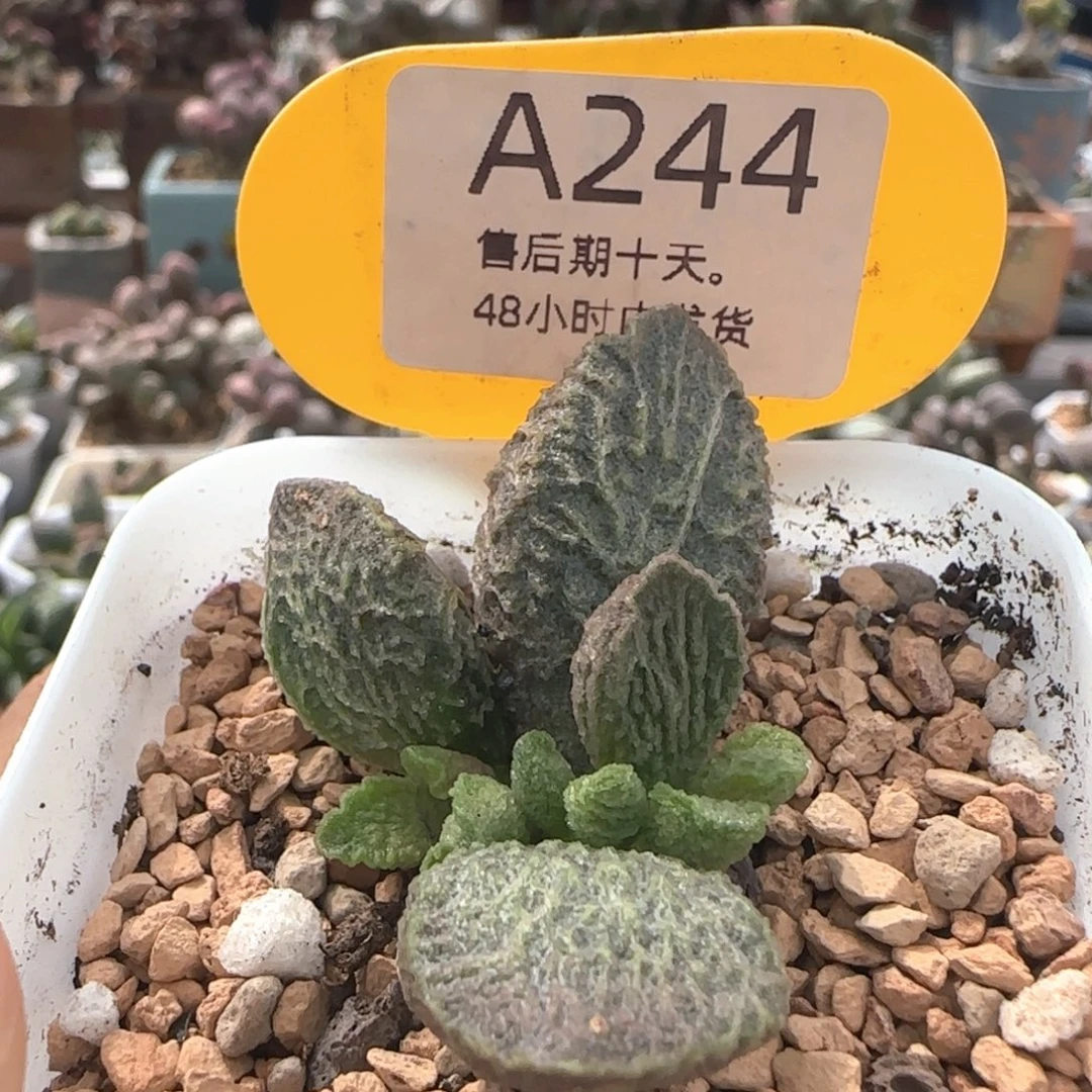 大鱼海棠。      244。