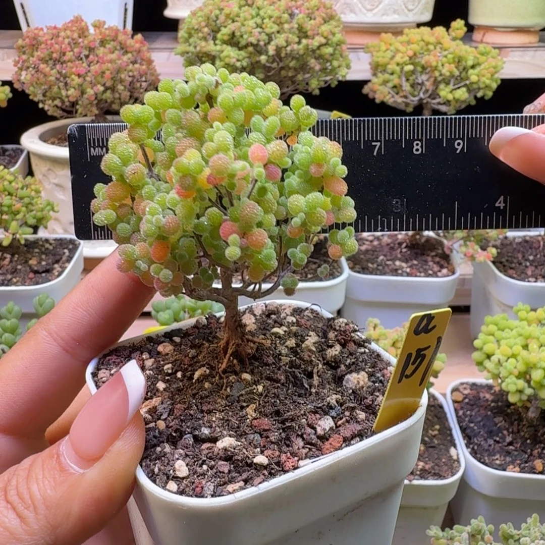 a151号橘子糖冠服6厘米左右