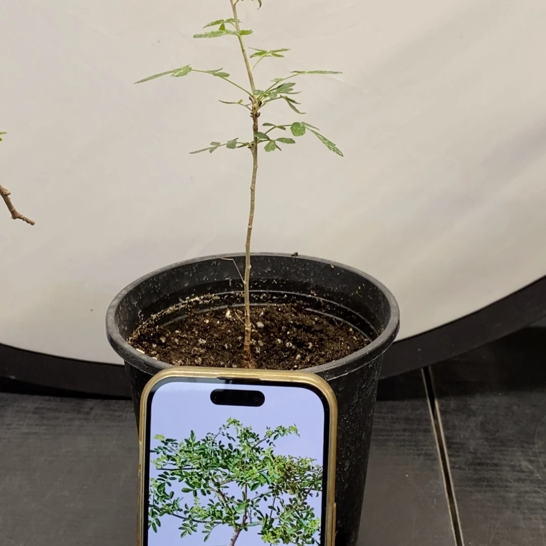 藜乳香实生带盆实生