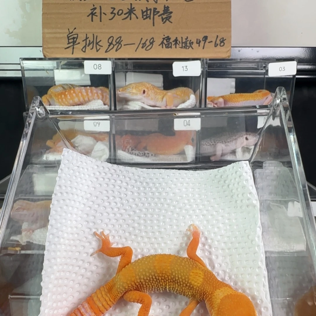 豹纹守宫雨水蜜橘弟弟