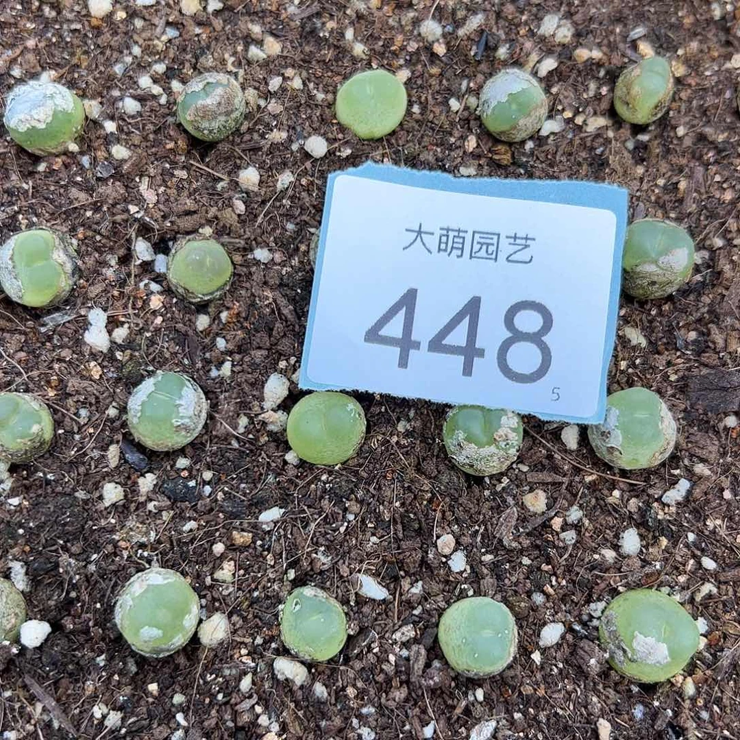 0000448量拍3年拉登1颗尺寸0.9上下