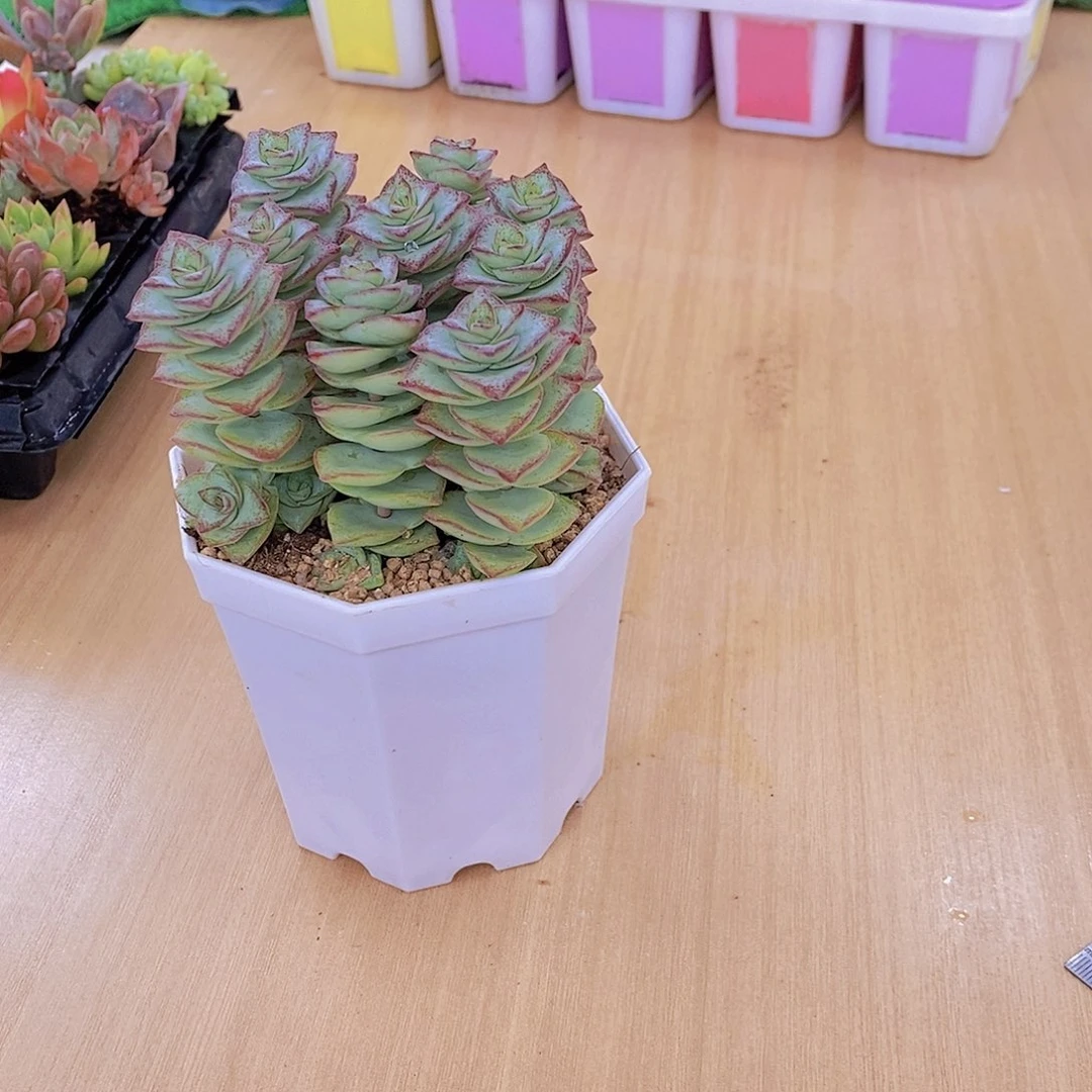 无花朵多肉植物星王子九颗送八角盆土