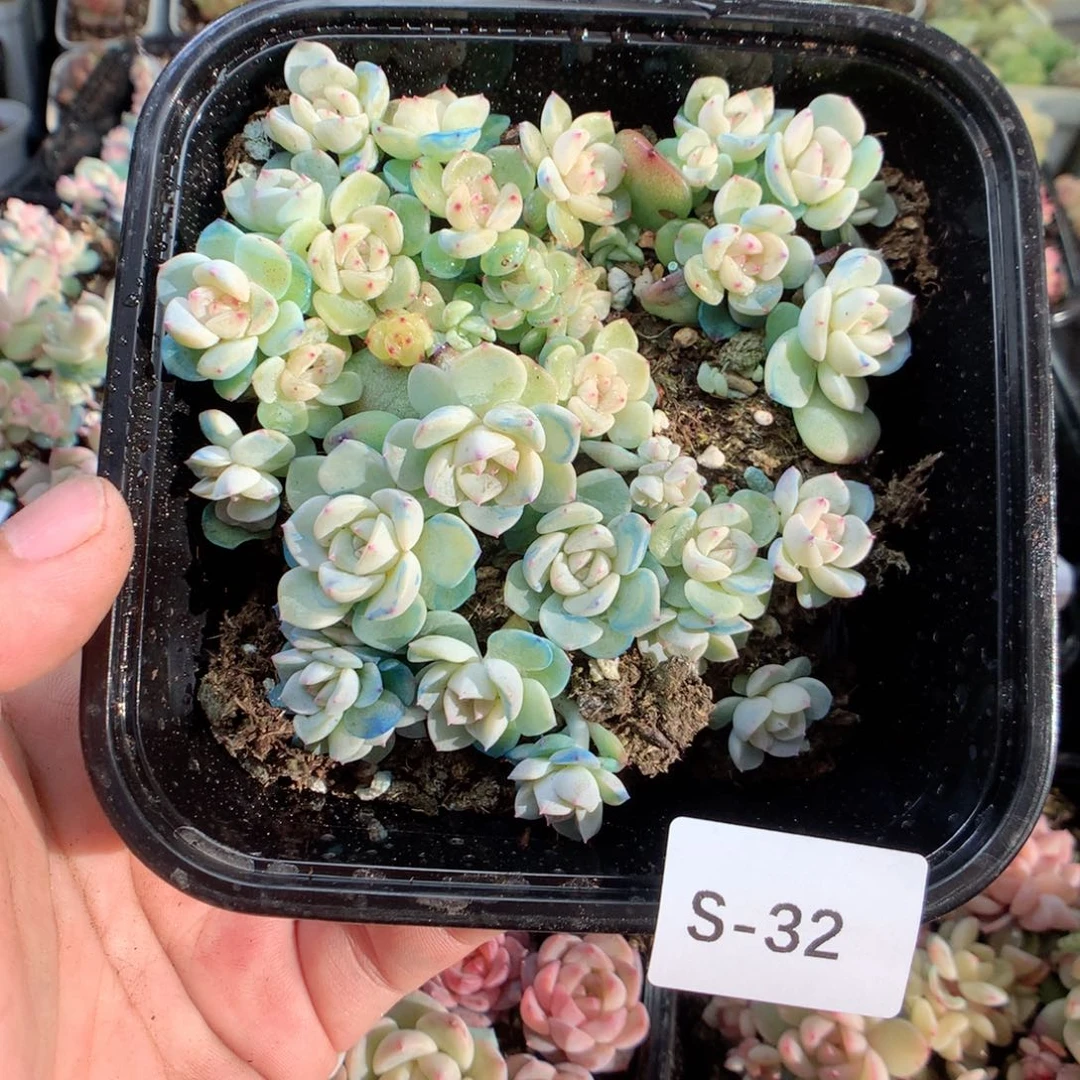 无花朵S32月英语英语