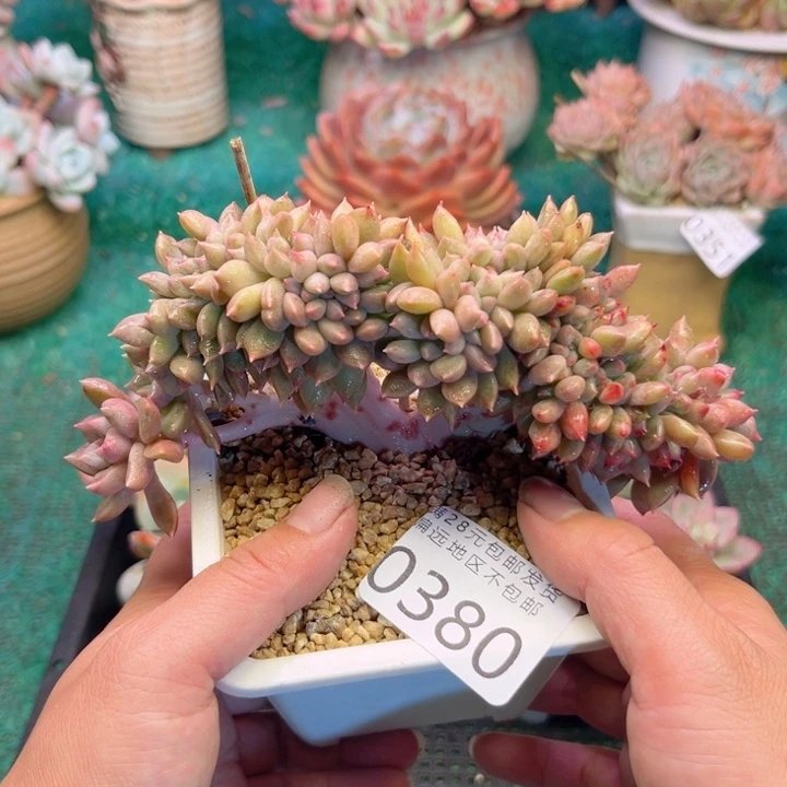 大0380，vxcvvvbhggg