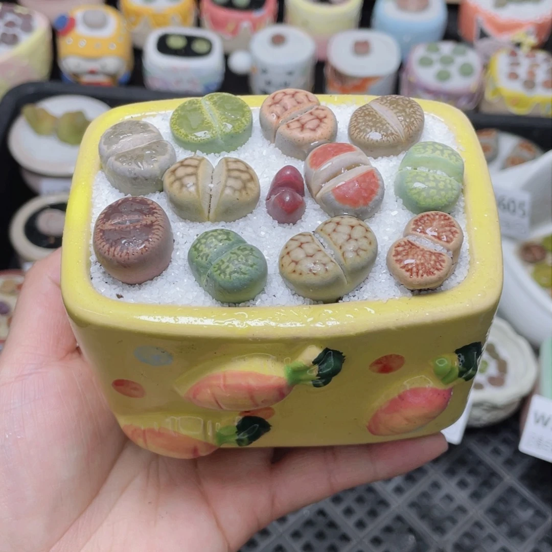 w3611 -零下地区拍保温箱-15支持寄养