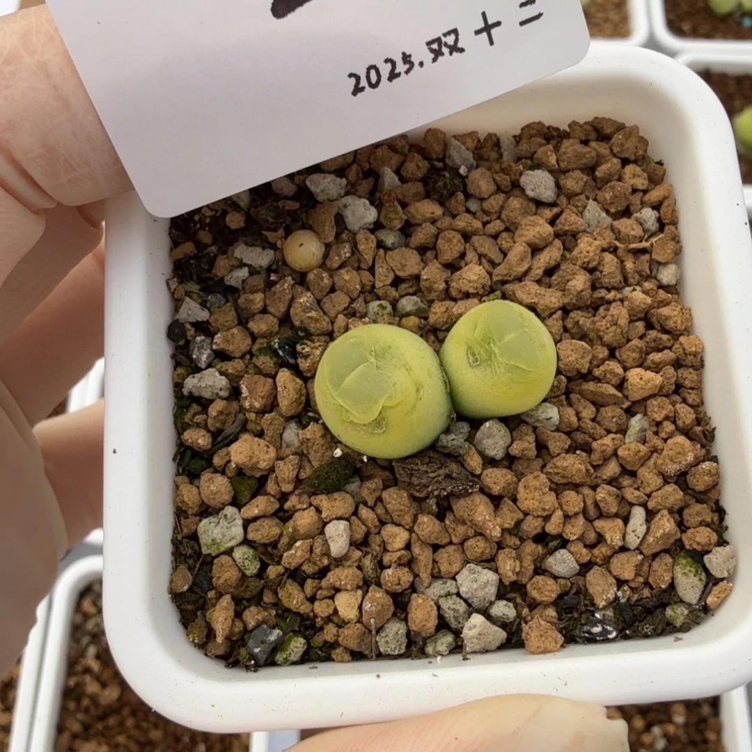 多肉多肉多肉12-024 桃尻登双头