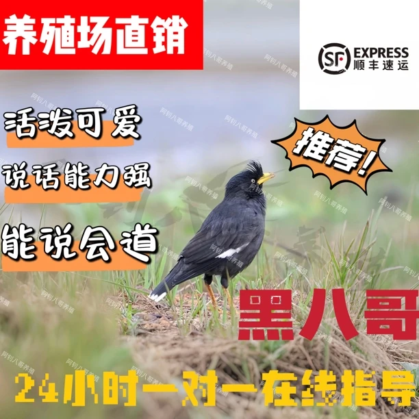 头窝活体小黑巴宠物幼鸟鹦鹉（省内外拍）黑八哥