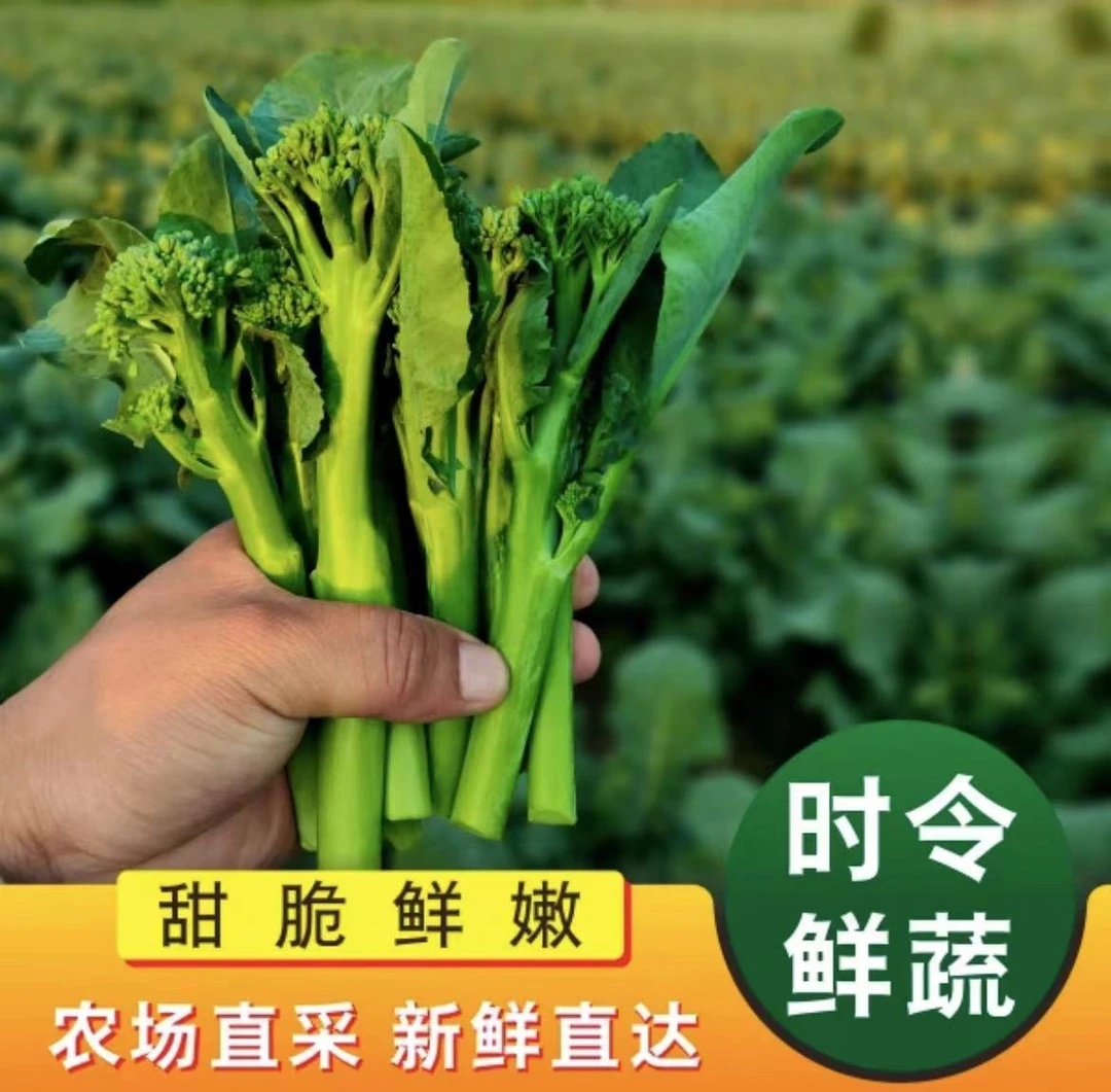 兰花苔西兰花苔新鲜蔬菜蓝花青花西兰非芥兰菜菜心甜杆西兰花现摘