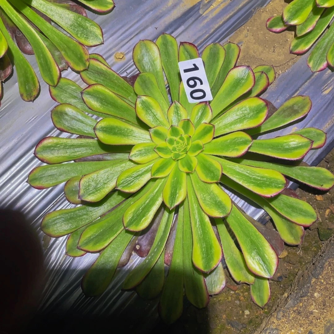 云墨多肉植物多肉160
