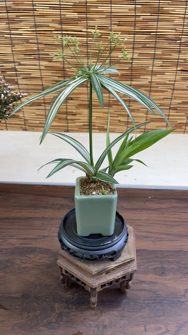 姬旱伞草，进口品种，日本花叶矮旱伞草，姬水竹，水陆两用