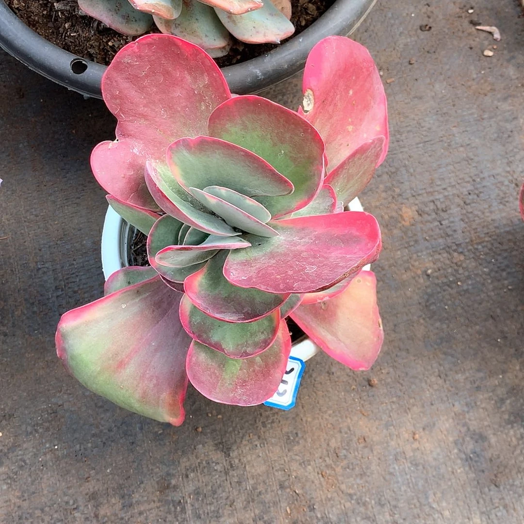 212唐印锦 一物一拍多肉