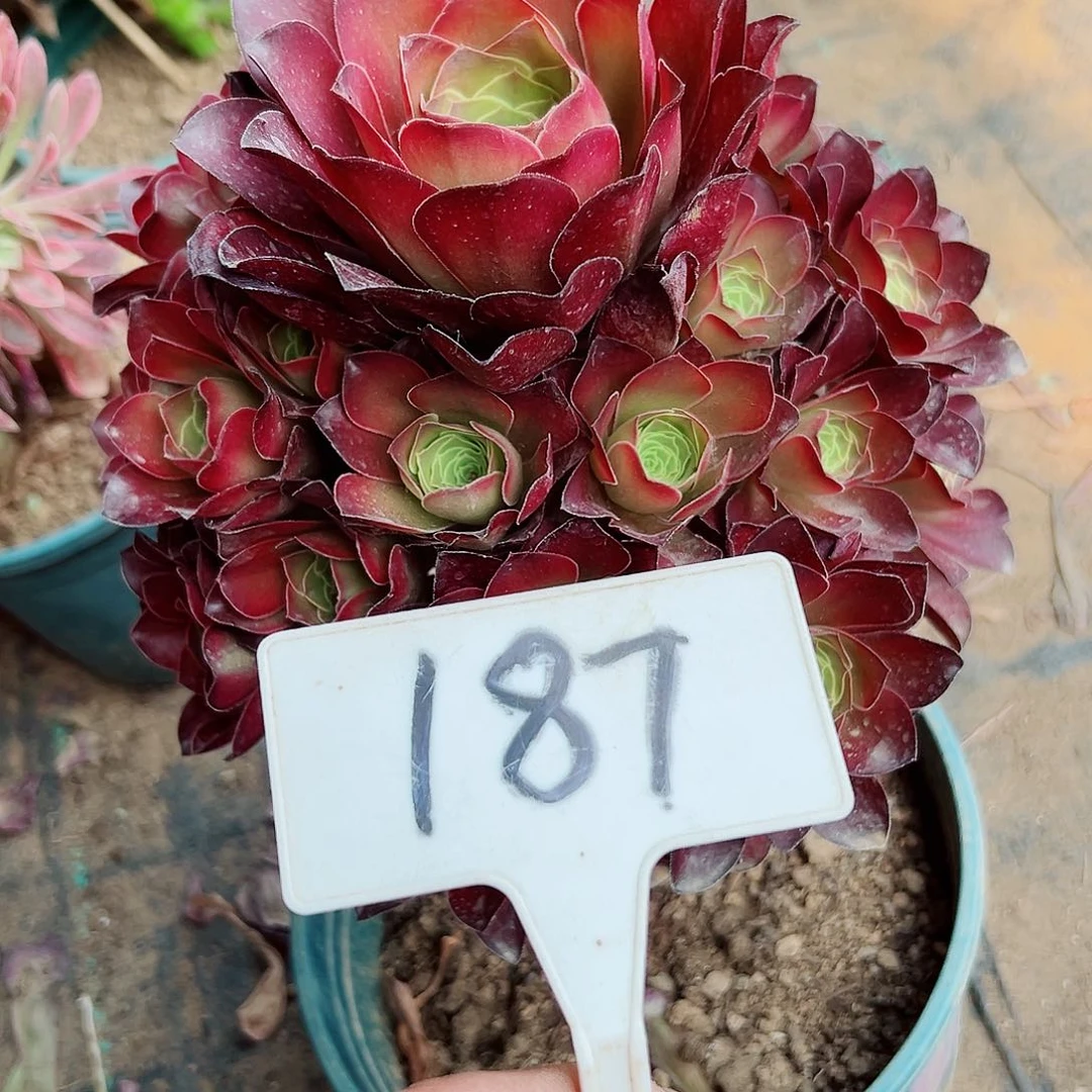 多肉植物梅金法师