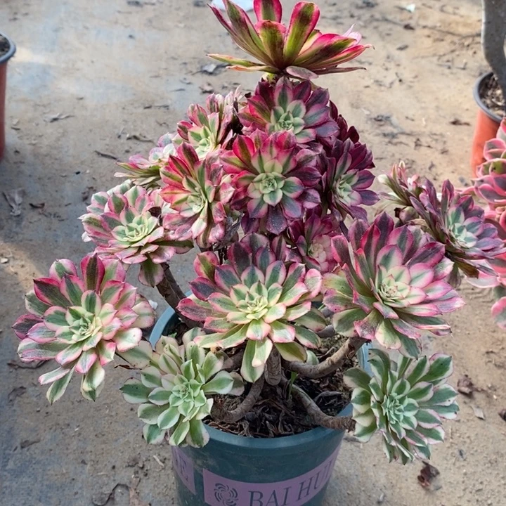 红桐白多肉植物30