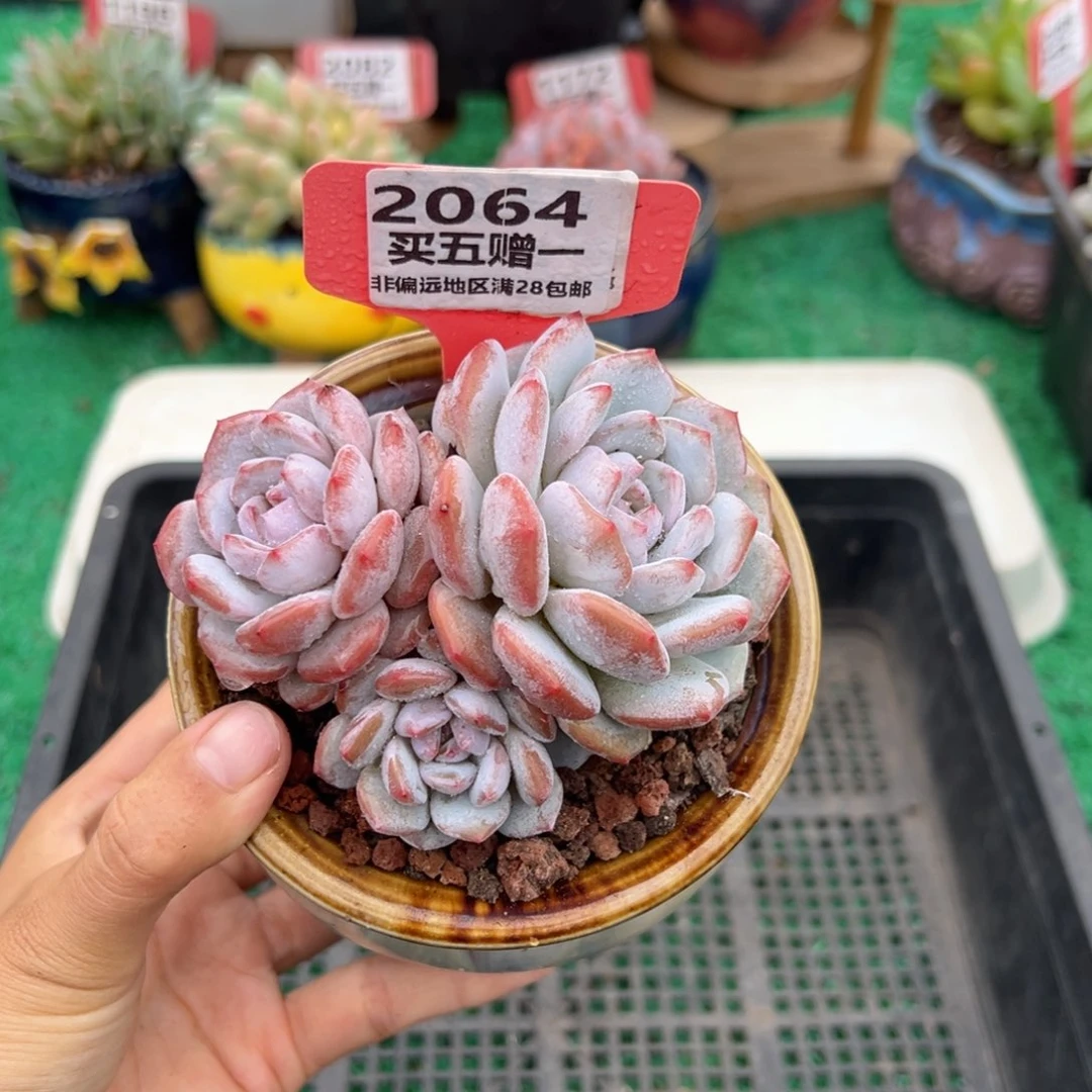 表妹精品多肉2064