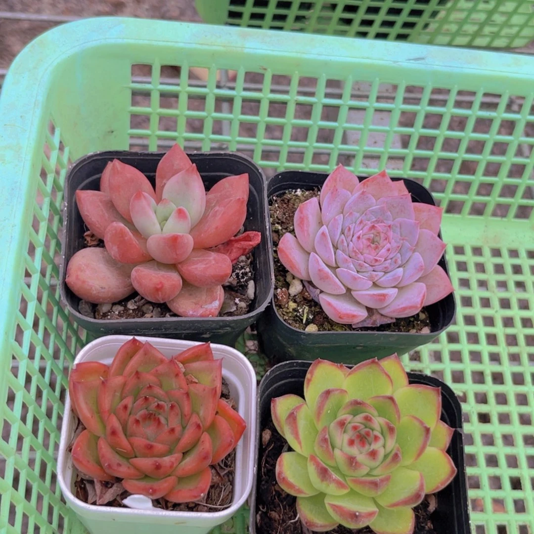 桃花源。 粉恋。安斯顿。月亮石