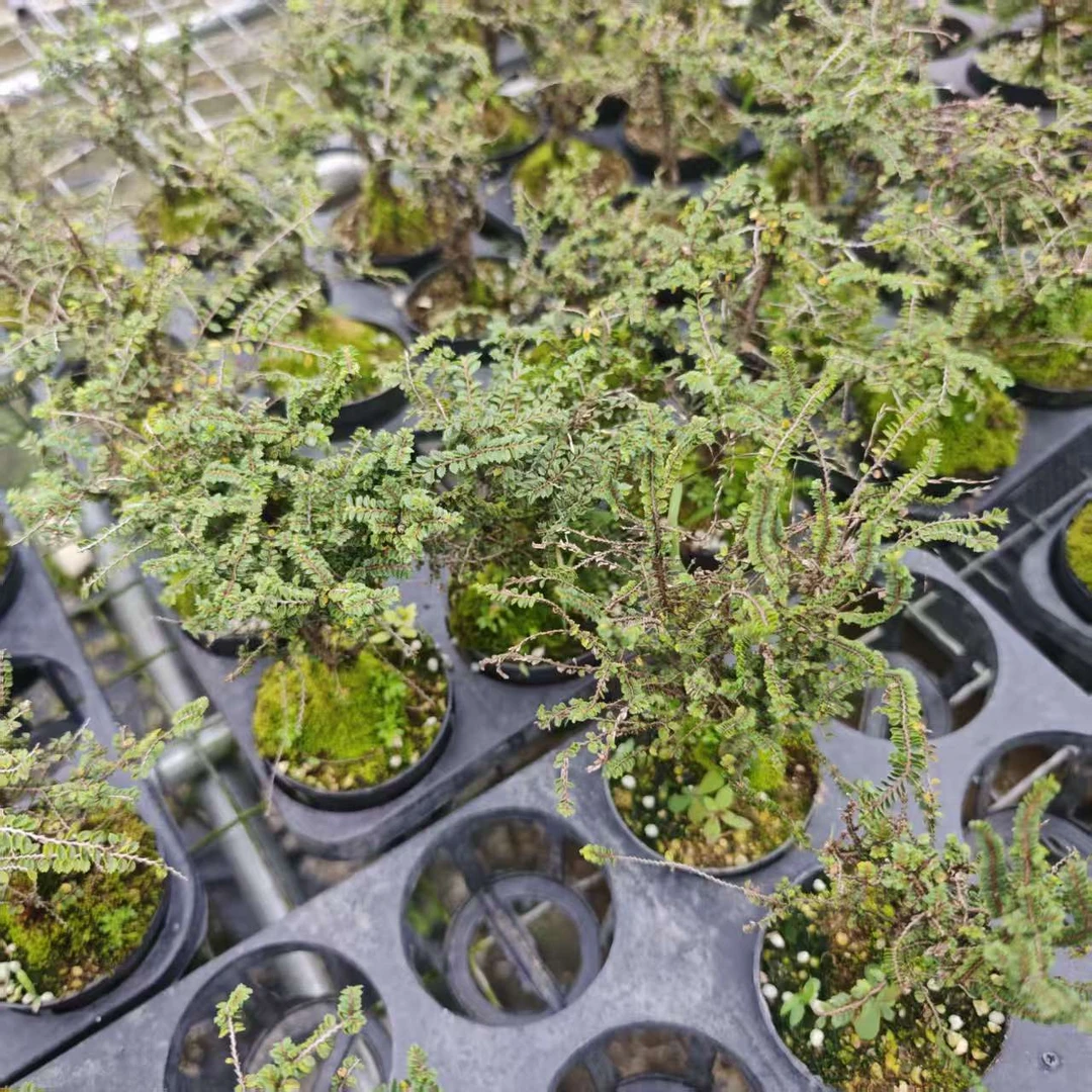 【芝麻榆】好养懒人绿植盆栽