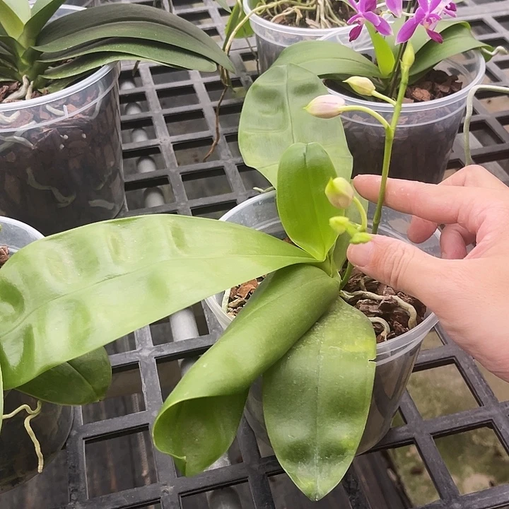 当前无花栽培后可以开花