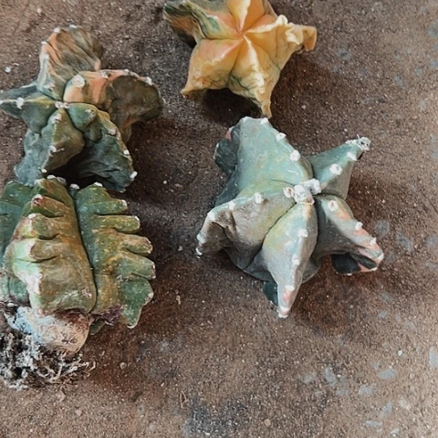 1118处理仙人球的方法