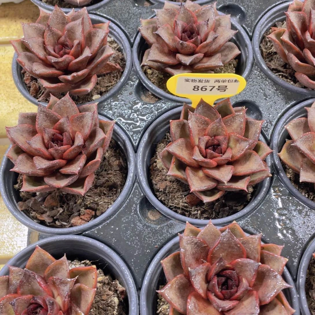 867号 老桩红玫瑰单头一个