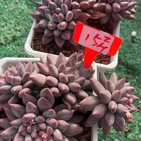 h***l15多肉2个脱土多肉