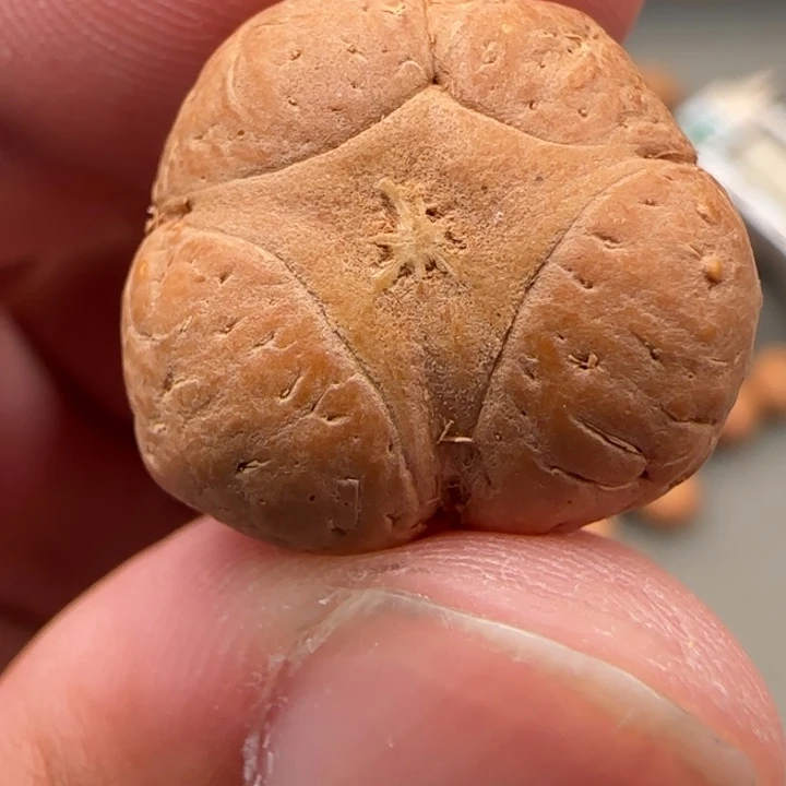 凤眼菩提吊坠尼泊尔19.7