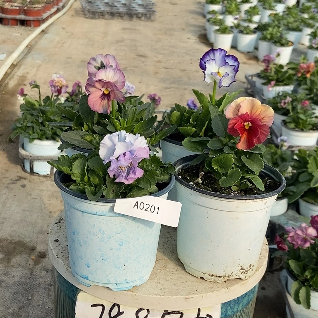 大部分花苞少量开放201