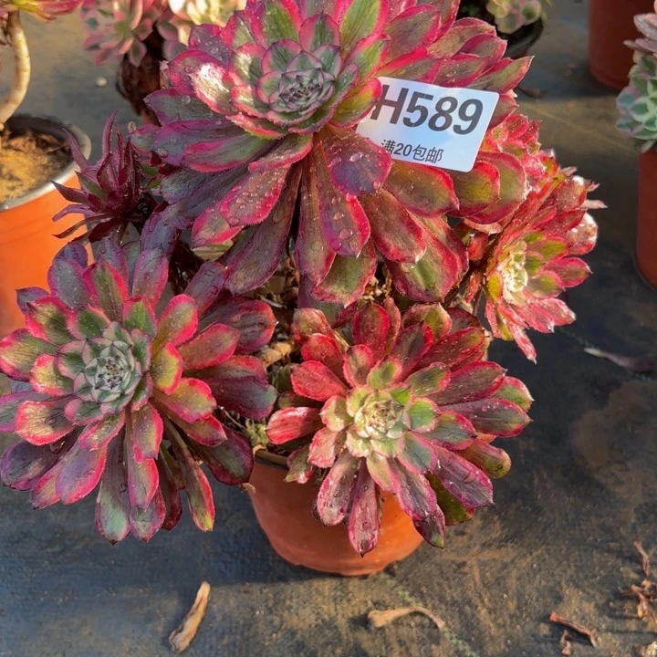 瑞妈，。。。。。589凌波仙子，