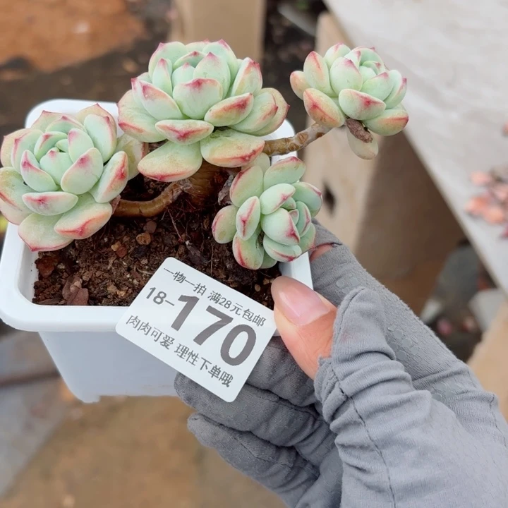 白底香草无盆土发货多
