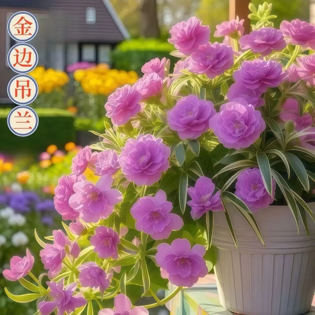 香水吊兰金边大花浓香型新手懒人好种四季开花 室内阳台驱蚊虫