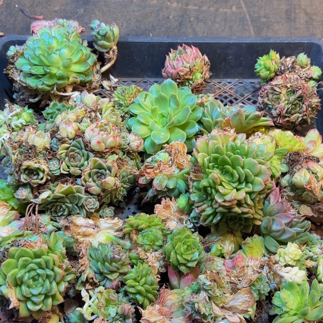 475多肉葡萄的味道是真的