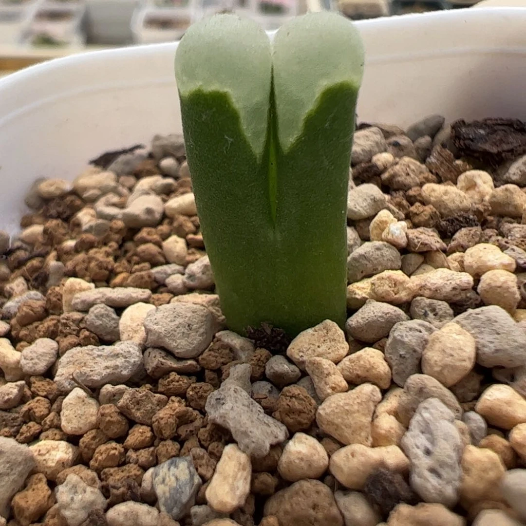 560 好看的多肉冲冲冲