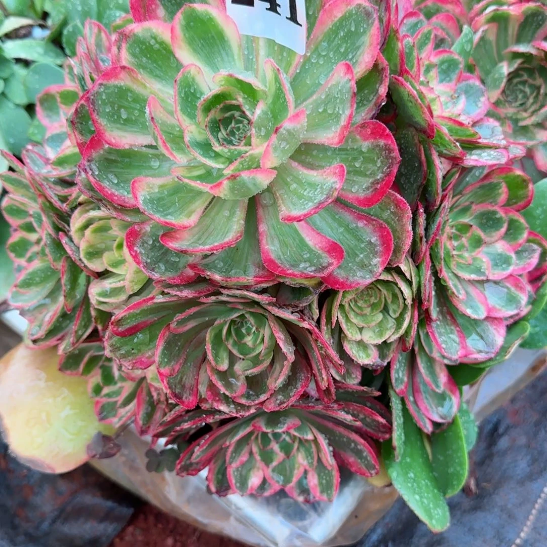 谈**生241云荷实拍发货