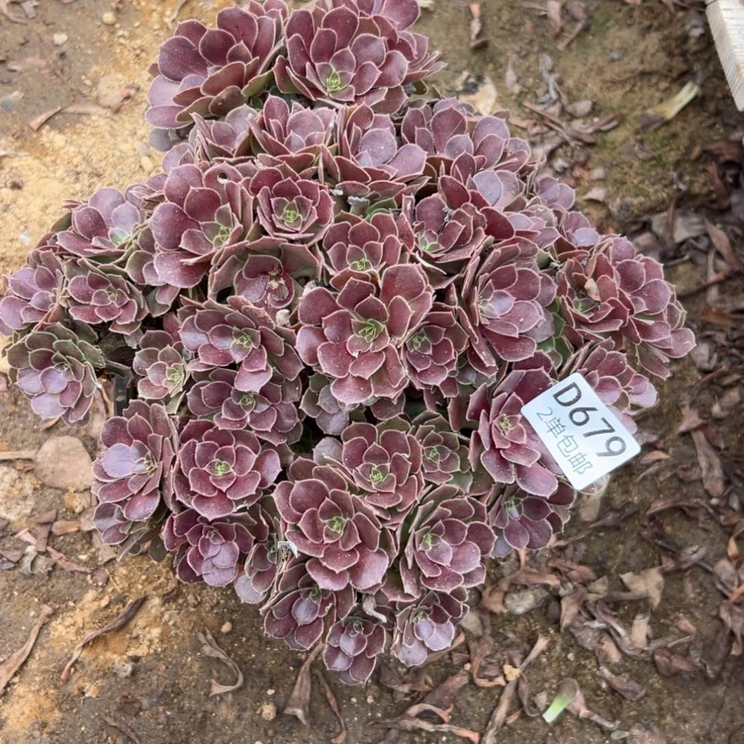 679多肉  荷兰玫瑰不包断头