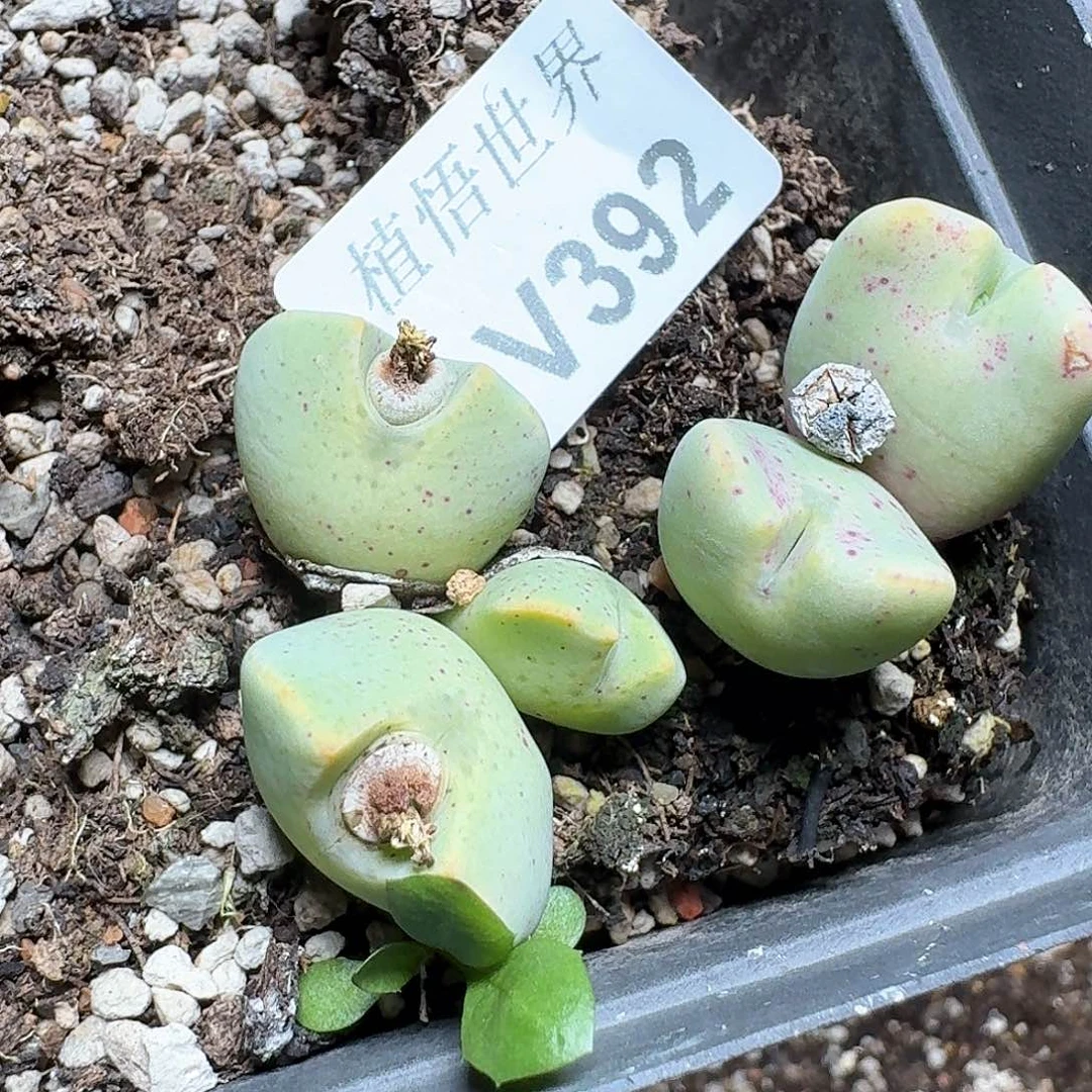 392号多肉植物哇fv